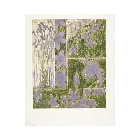 Campanula Patula - Spreading Bellflower by Alex McIntosh