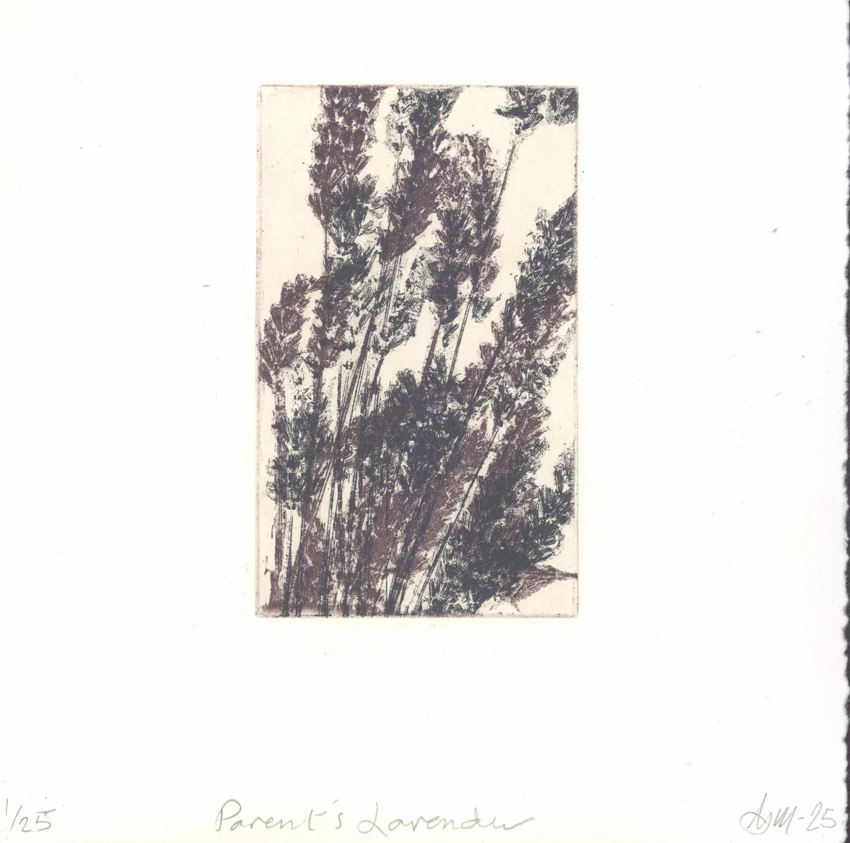 Parent's Lavender