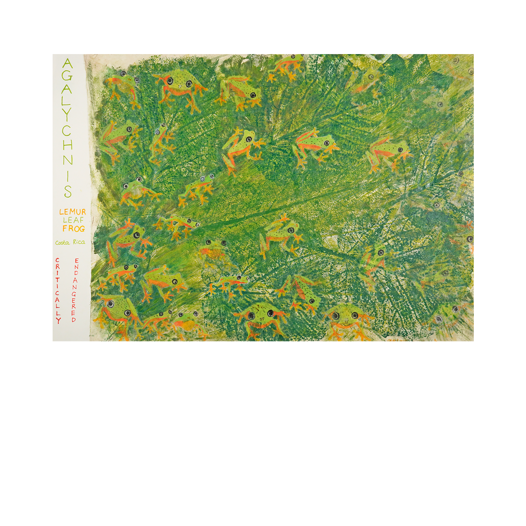 Agalychnis Lemur Leaf Frog by Caroline Coode