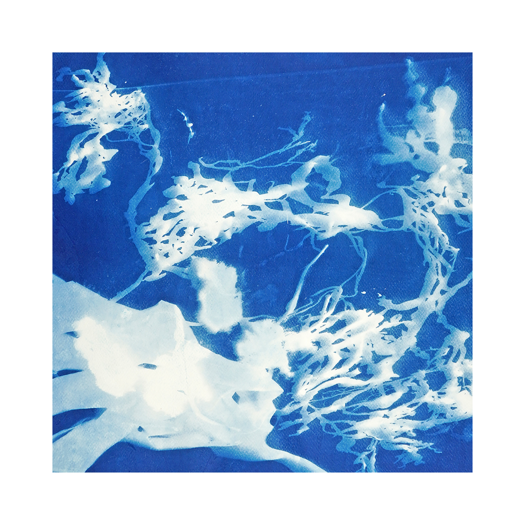 Seaweed II by Cindy Robinson-Begg