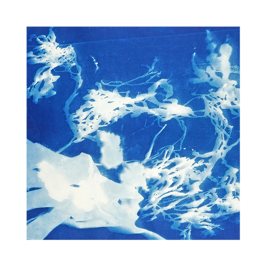 Seaweed II by Cindy Robinson-Begg