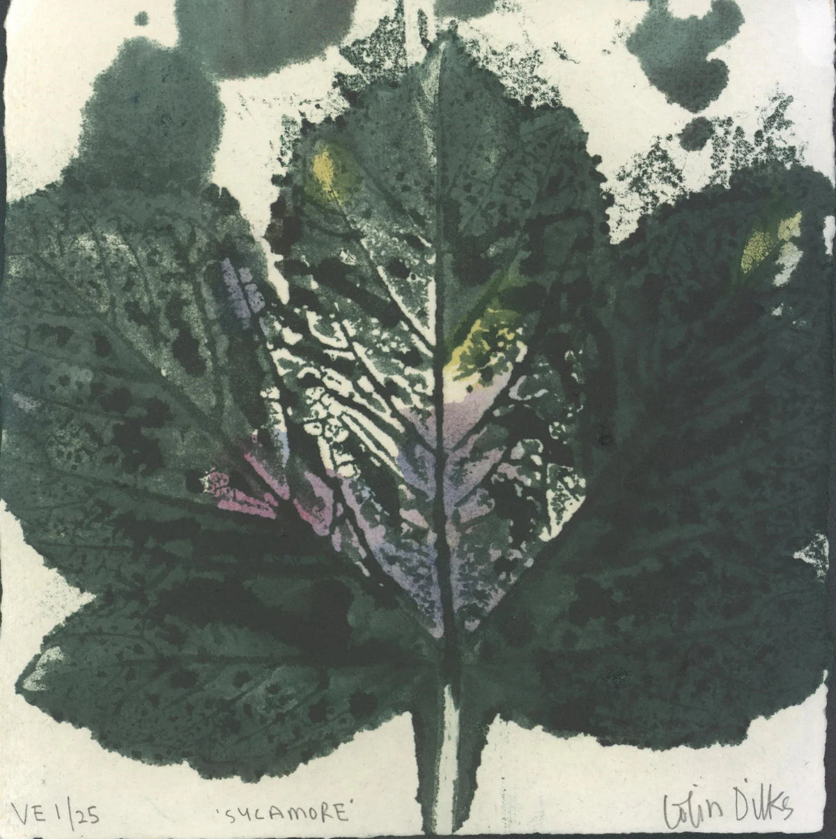 Sycamore