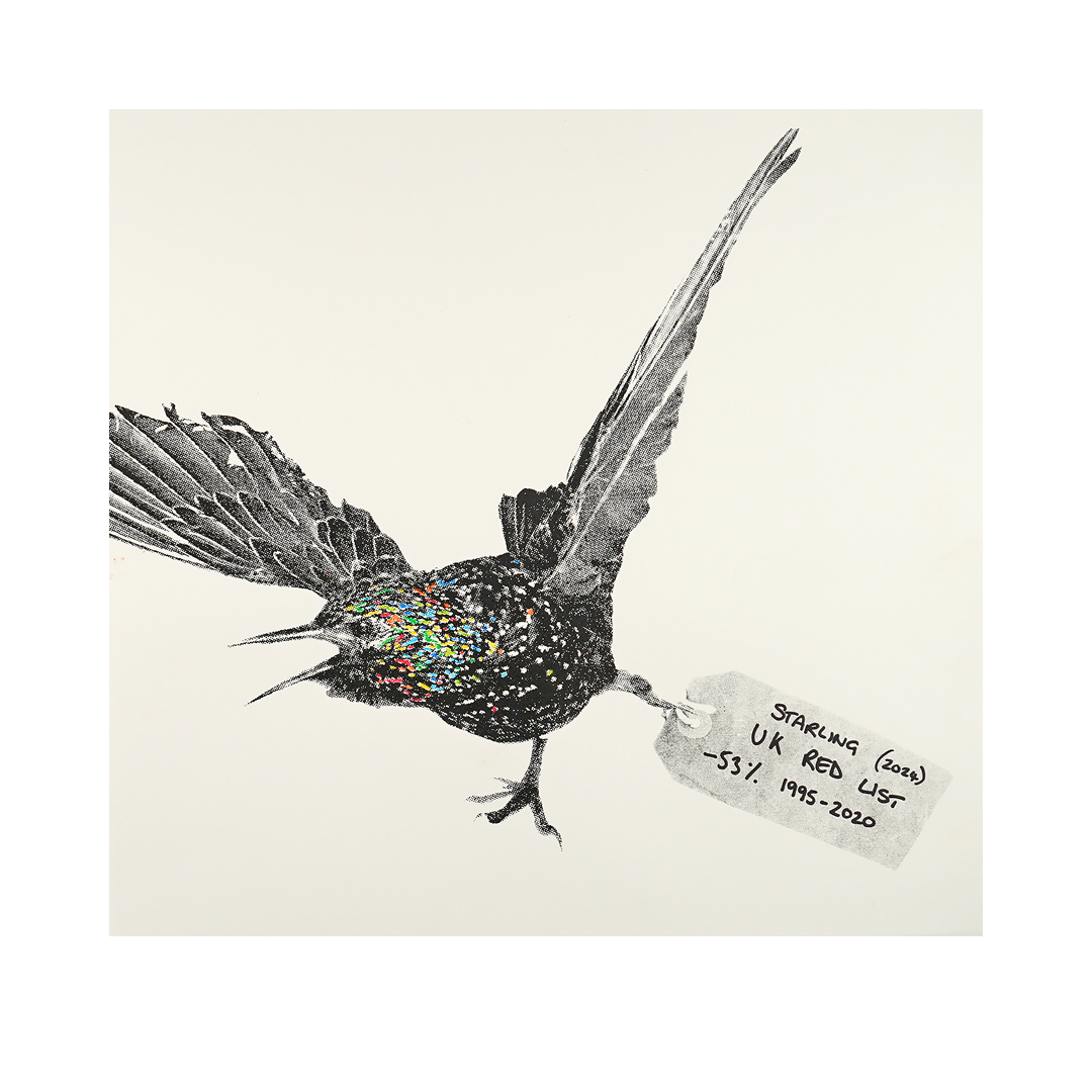 Starling by Diane Nicholson