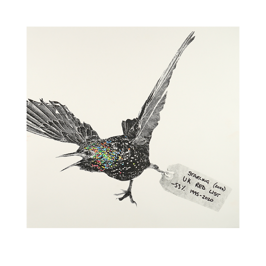 Starling by Diane Nicholson