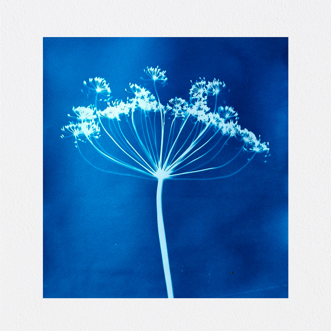 Dill Seed Head