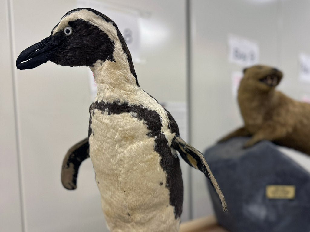 Great North Museum: Hancock Resource Centre. 15.02.24