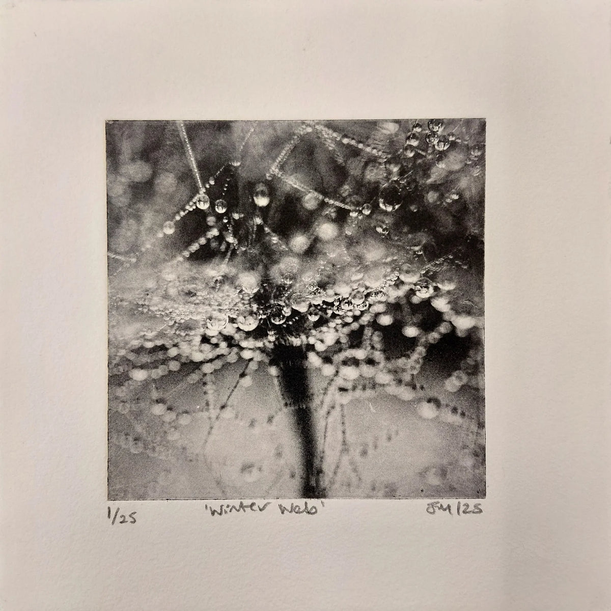 Winter Web