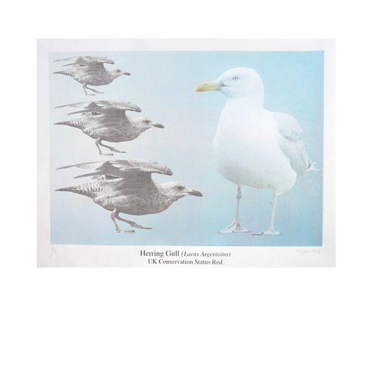 Herring Gull (Larus Argentatus). UK Conservation Status Red.