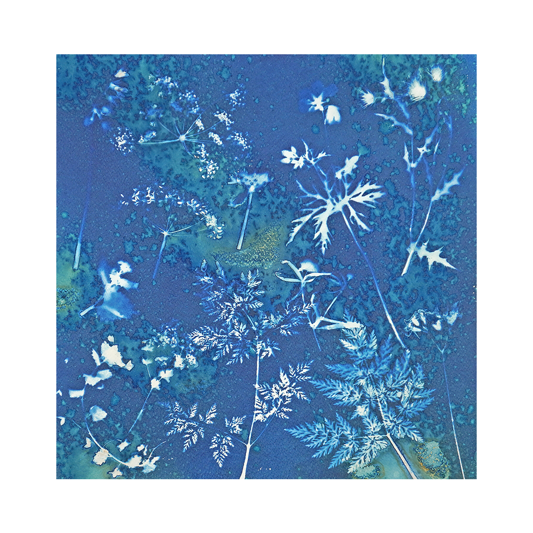 Beauty Will Survive - Northumbrian wildflowers by Lesley Eleanor Wood