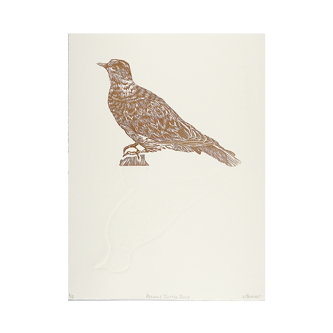 Precious Turtle Dove by Louise Pallister