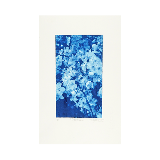 Blackthorn by Margaret Adams