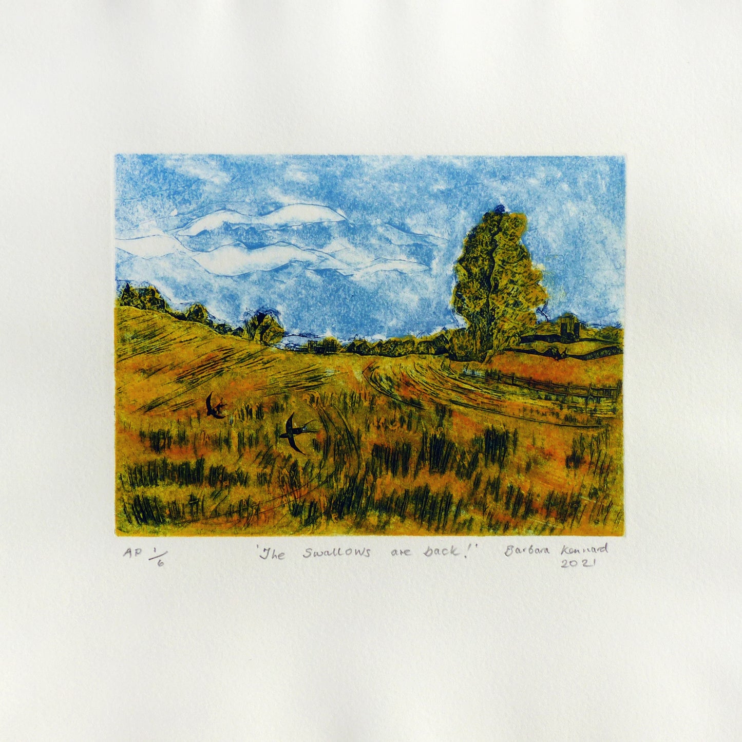 "The Swallows are Back!"