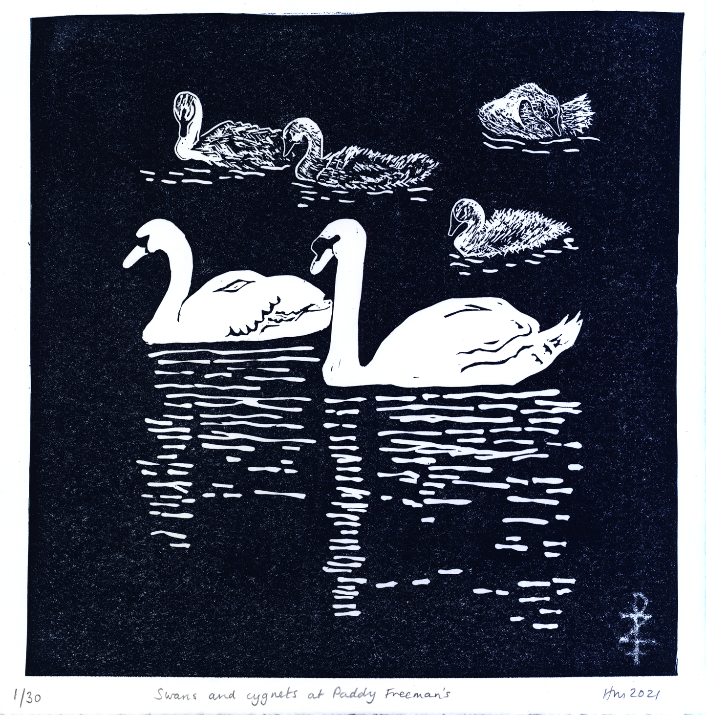 Swans and Cygnets at Paddy Freeman's