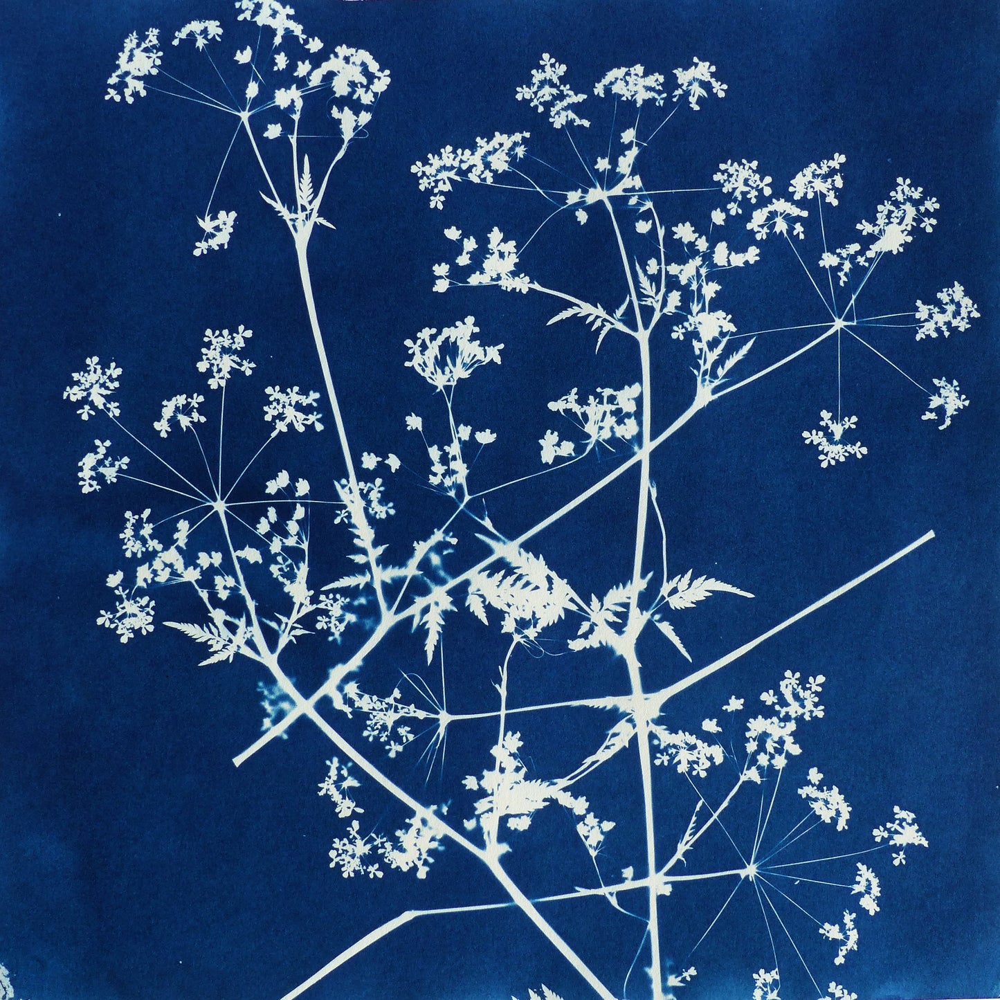 Queen Anne's Lace: growing between the cracks