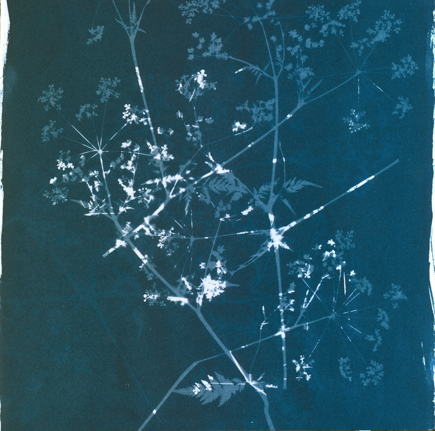 Queen Anne's Lace: turned upside down