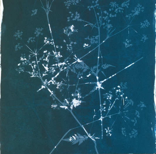 Queen Anne's Lace: turned upside down