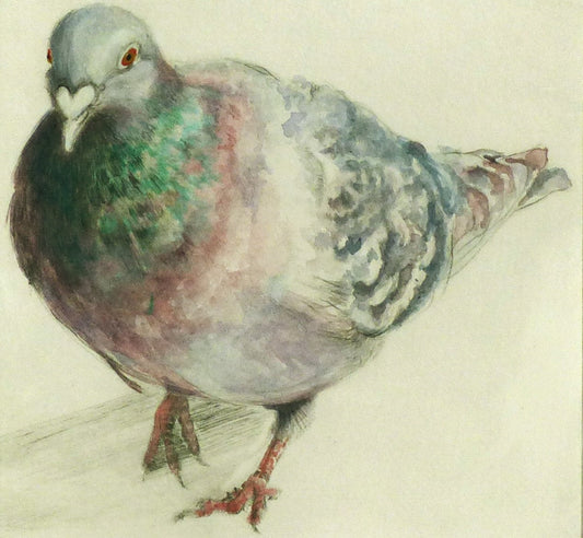 Pigeon