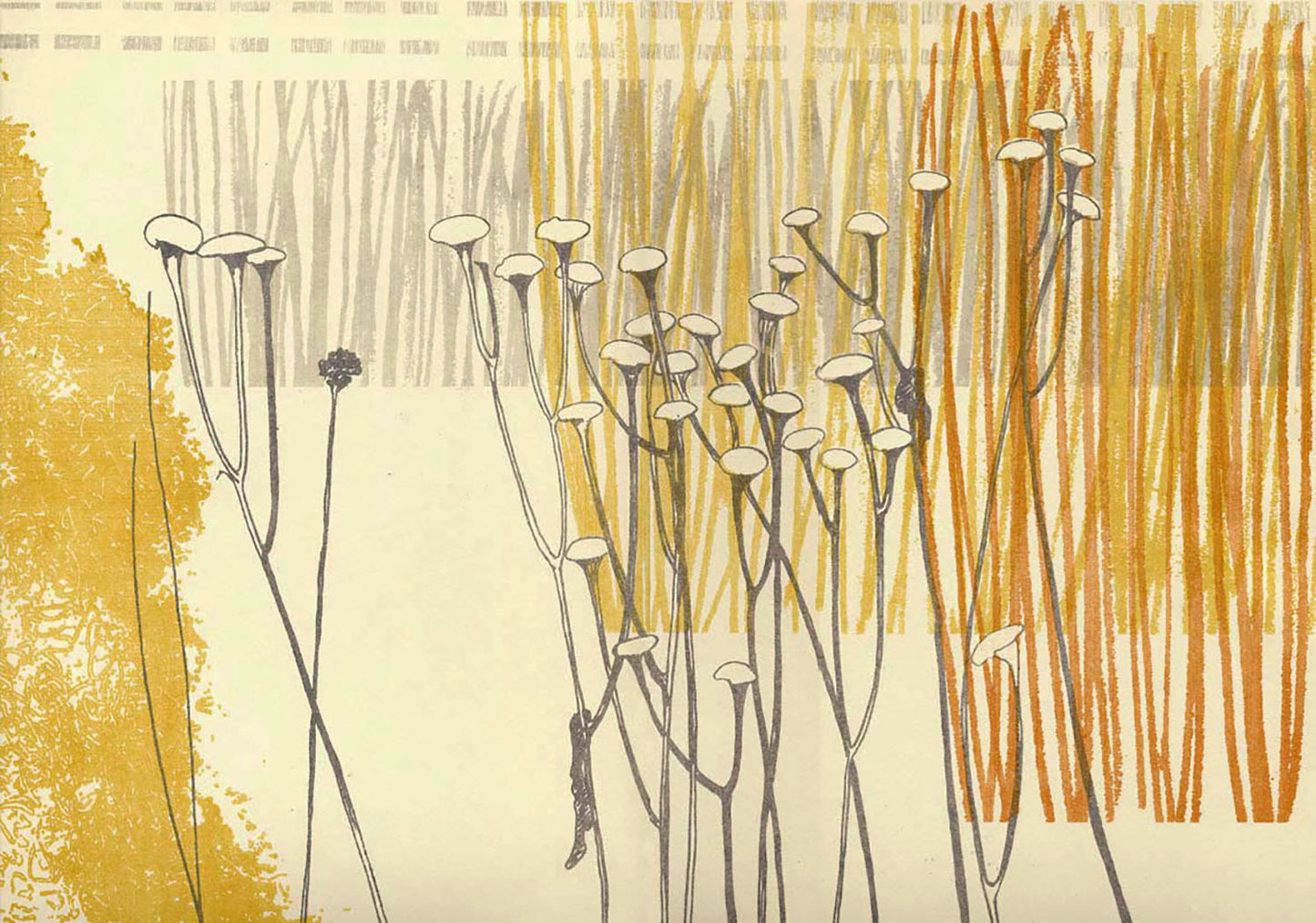 Inula Seedheads in Autumn Border