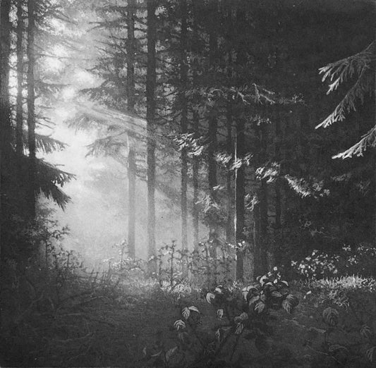 Aesop's Wood - BW