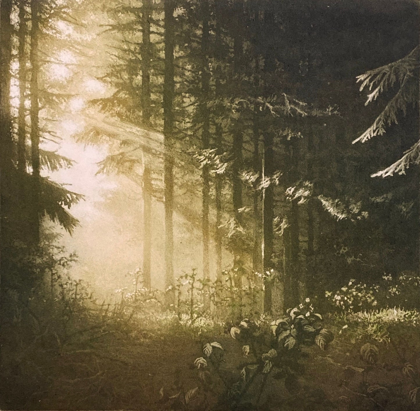 Aesop's Wood - Colour