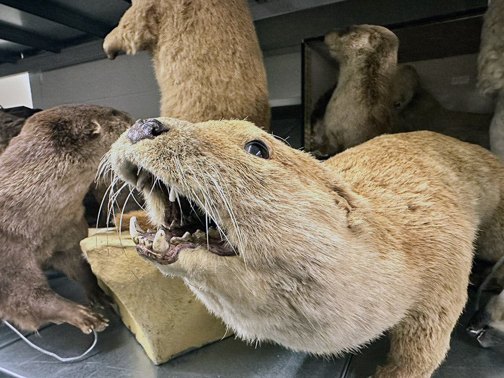 Great North Museum: Hancock Resource Centre. 15.02.24