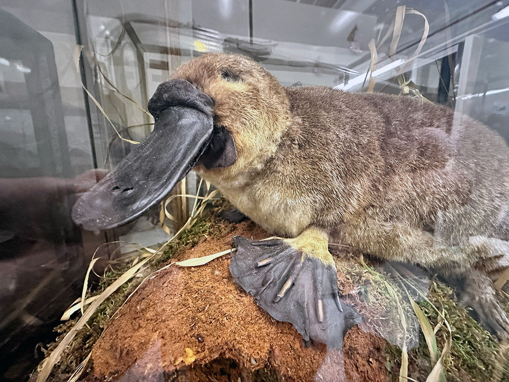 Great North Museum: Hancock Resource Centre. 15.02.24