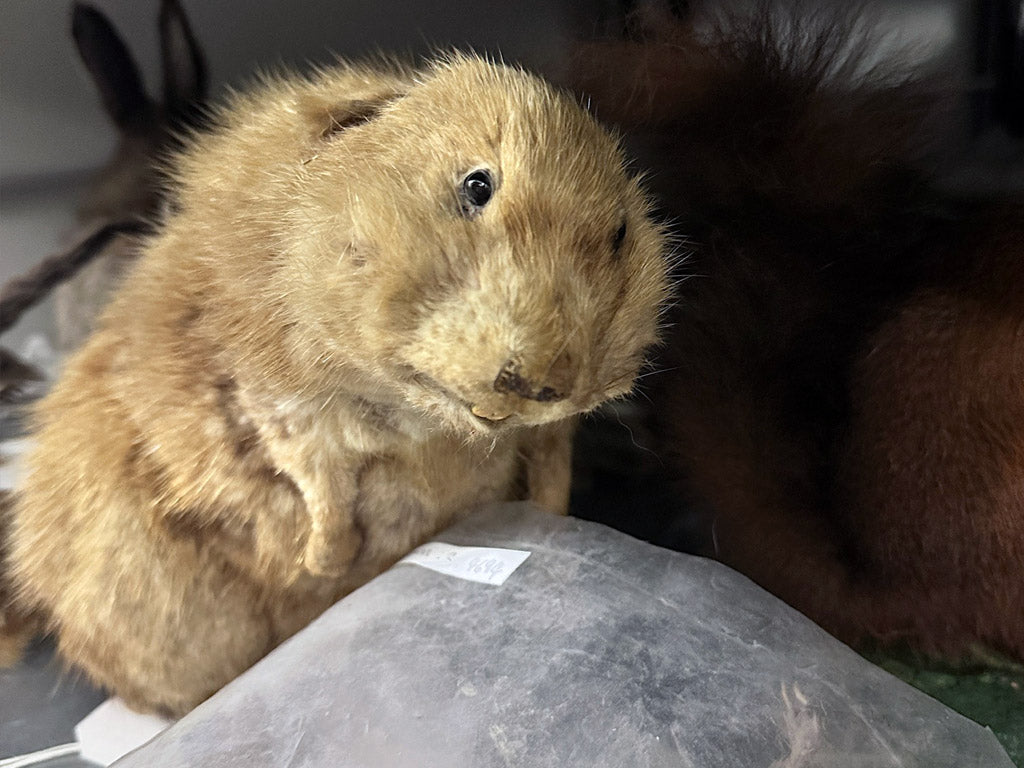 Great North Museum: Hancock Resource Centre. 15.02.24