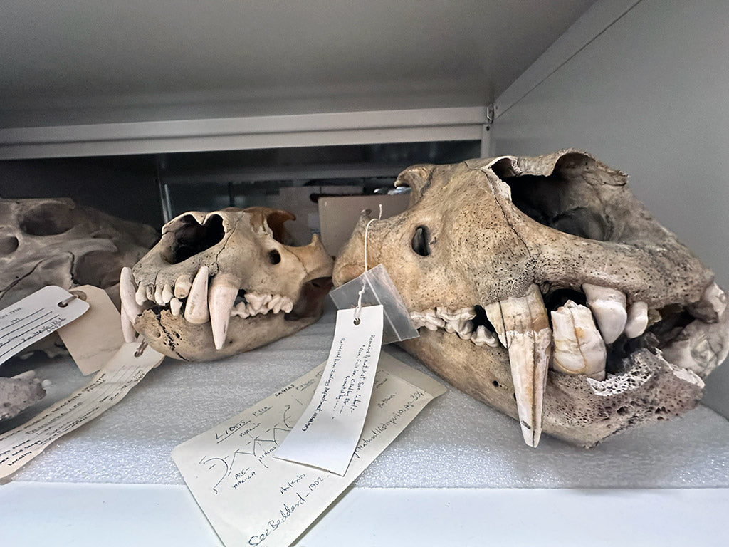 Great North Museum: Hancock Resource Centre. 15.02.24