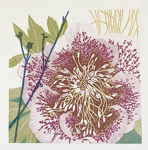 Hellebore