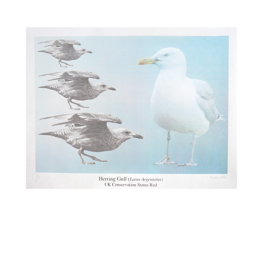 Herring Gull (Larus Argentatus). UK Conservation Status Red.