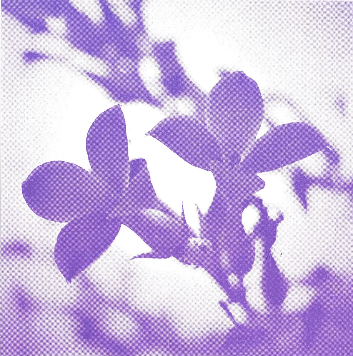 Violet Dreams