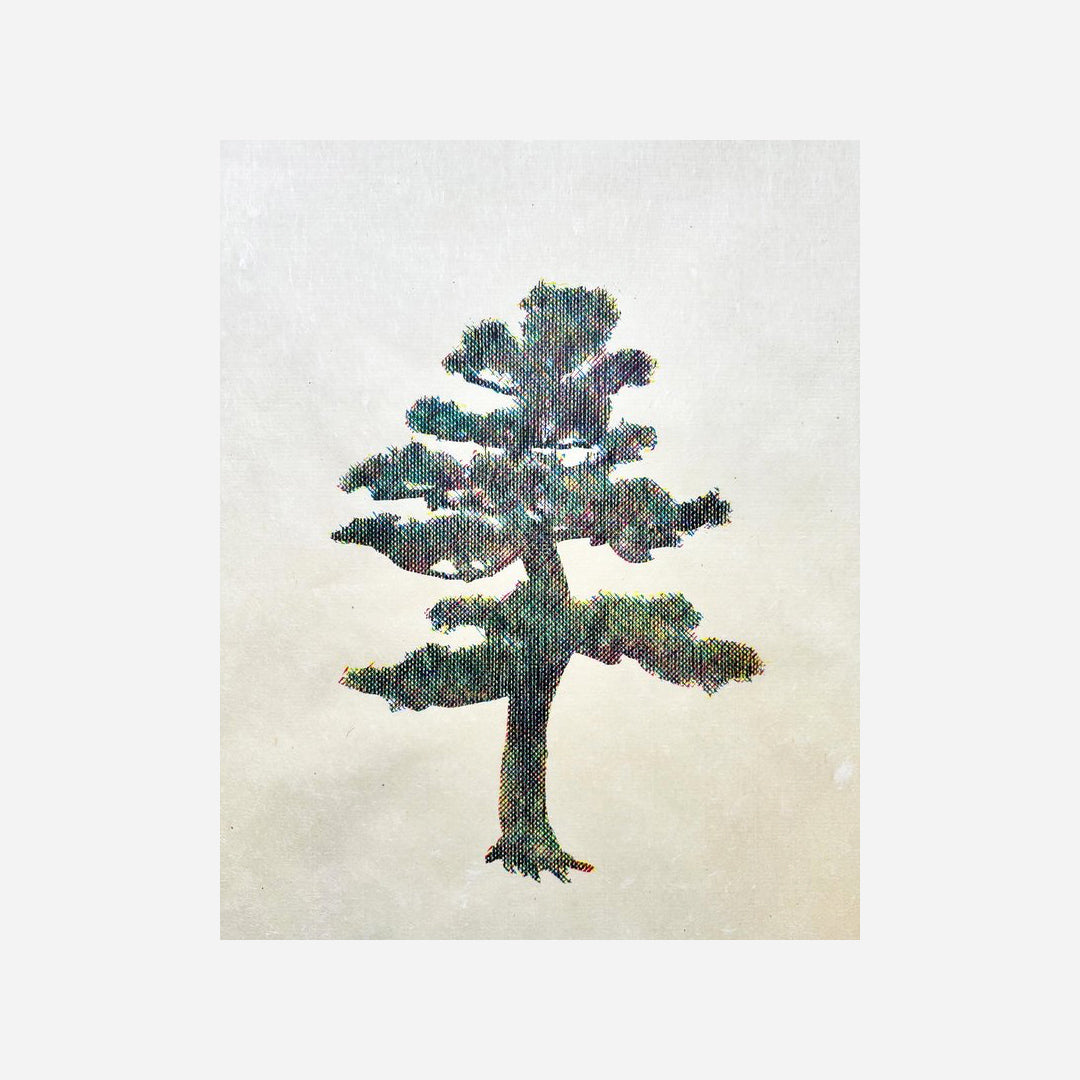 Shirahama Pine #2, 2024