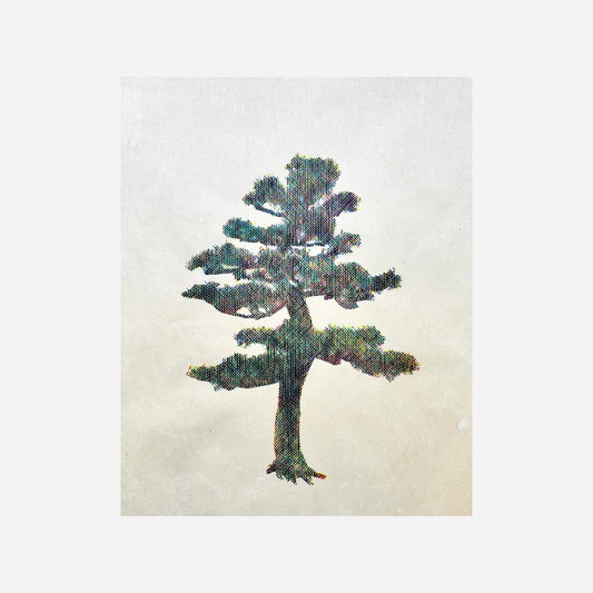 Shirahama Pine #2, 2024