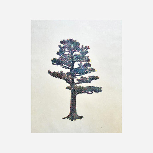 Shirahama Pine #1, 2024