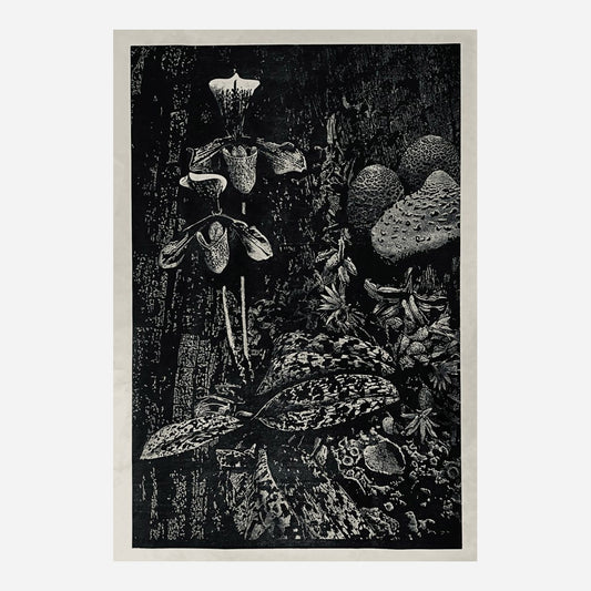 Paphionoctis Umbra, 2025