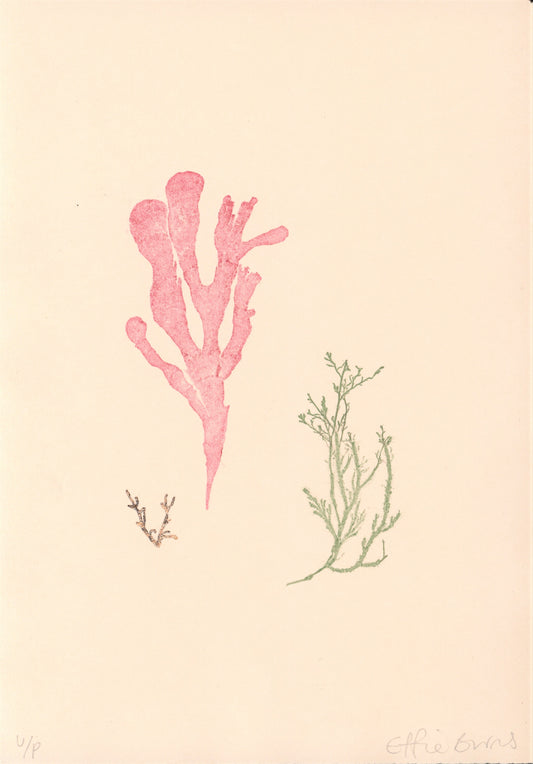 Whitby - Seaweeds Series - 1