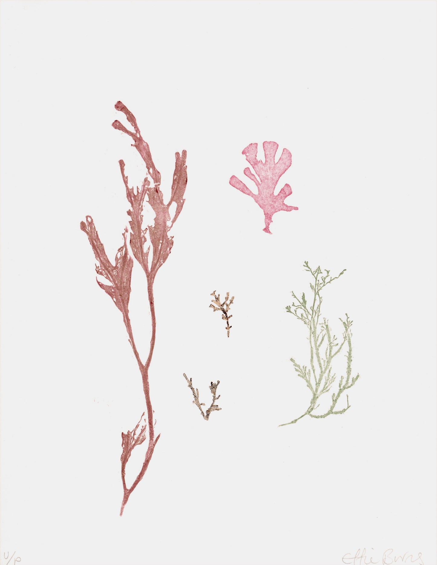 Whitby - Seaweeds Series - 8